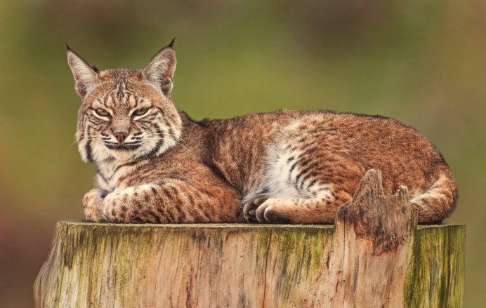 Бобкэт Рысь