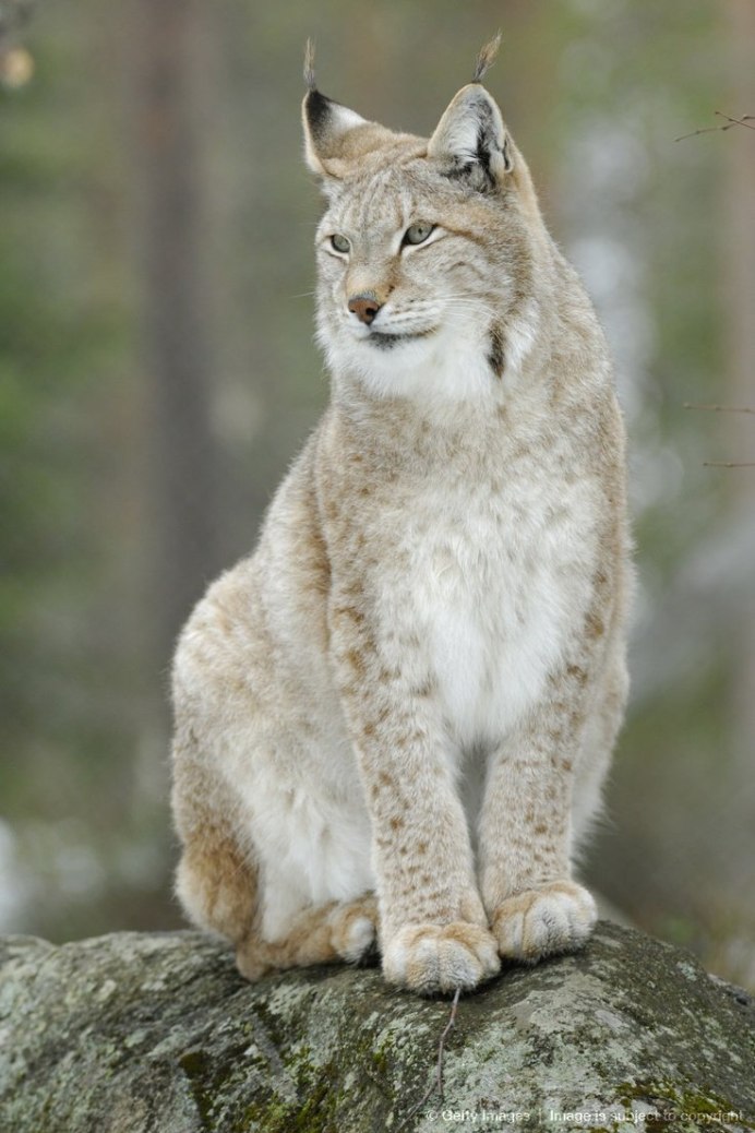 Сибирская кошка Рысь