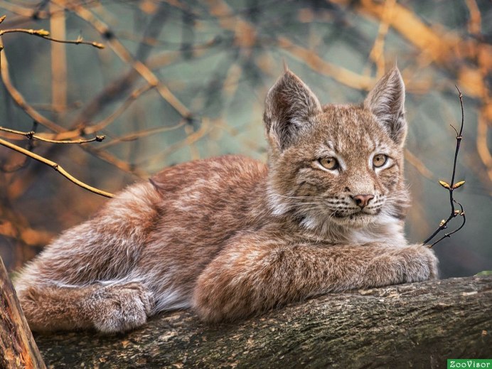 Рысь (l) (88565b)