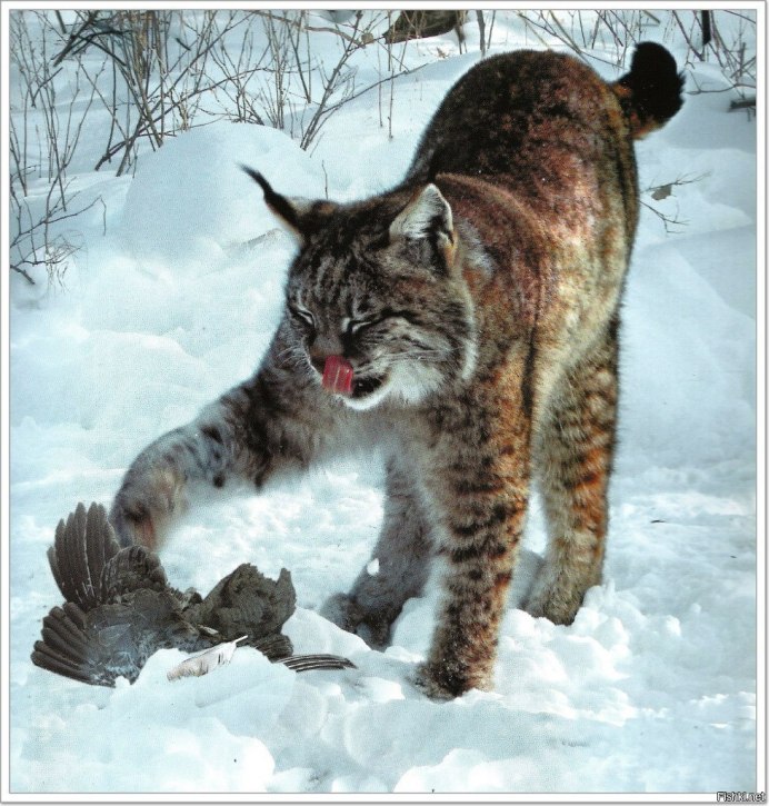 Рысь — Lynx Lynx