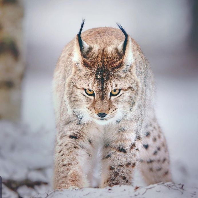 Бобкэт Рысь