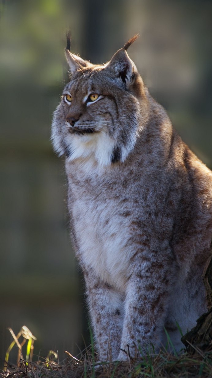 Рысь дымчатая