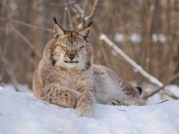 Туркестанская Рысь