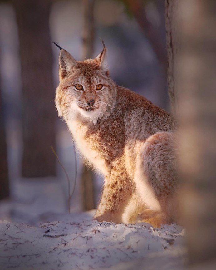 Рысь в Ильменском заповеднике