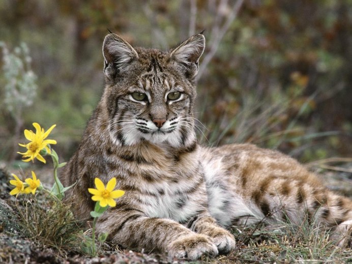 Евроазиатская (обыкновенная) Рысь