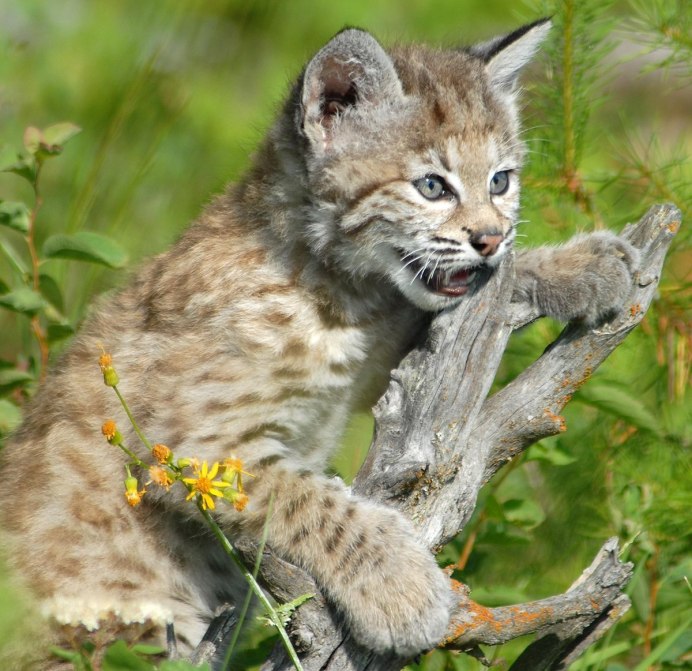 Рысь Уссурийской тайги