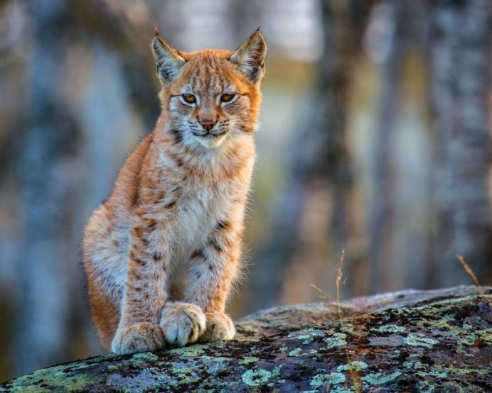 Рысь в Финляндии