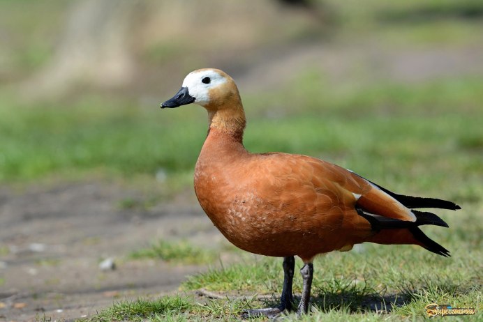 Огарь, красная утка (Tadorna ferruginea)