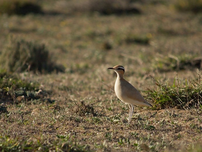 Cursorius temminckii