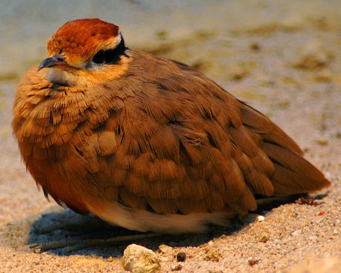 Сахарском Серебряном муравье (Cataglyphis bombycina).