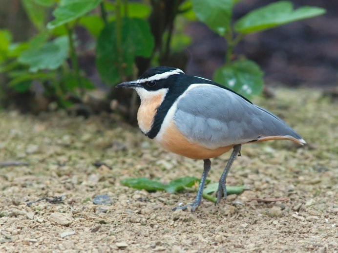 Pluvianus aegyptius
