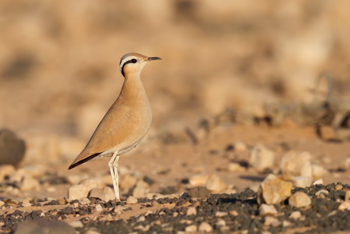 Double-Banded Courser
