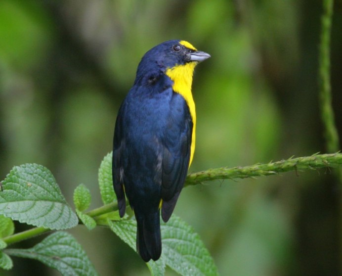 Птица желтогрудка