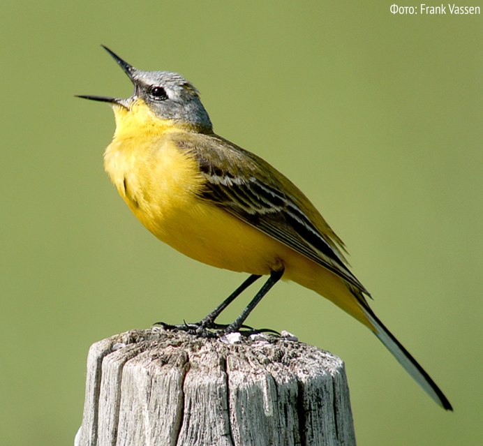 Жёлтая трясогузка в Подмосковье