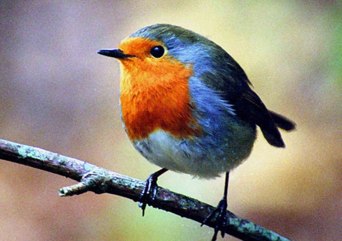 Голубая лазоревка