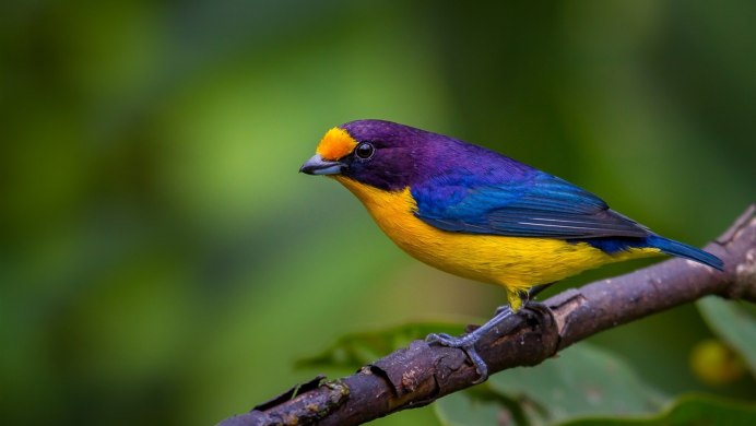 Птица с желтым животиком