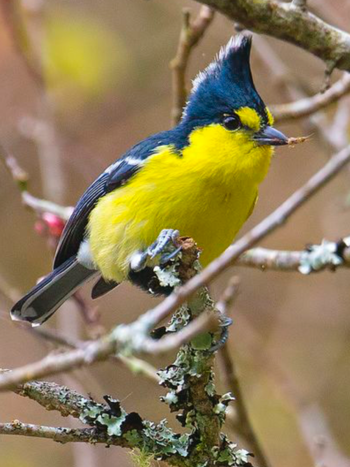 Зеленая трясогузка