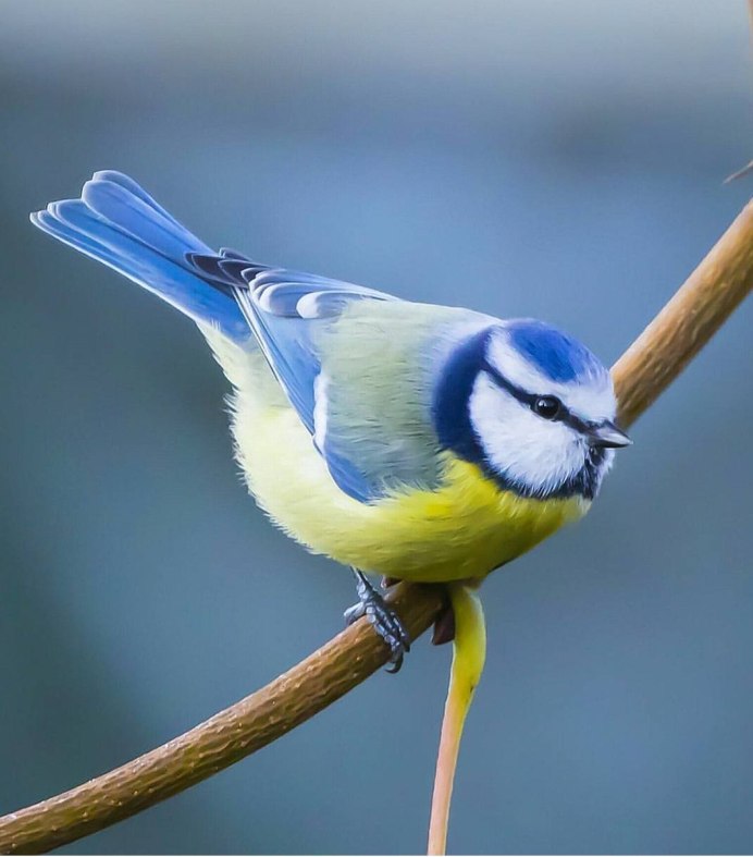 Дрозд варакушка