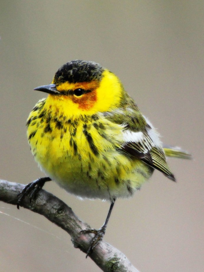 Робин -Зарянка птица