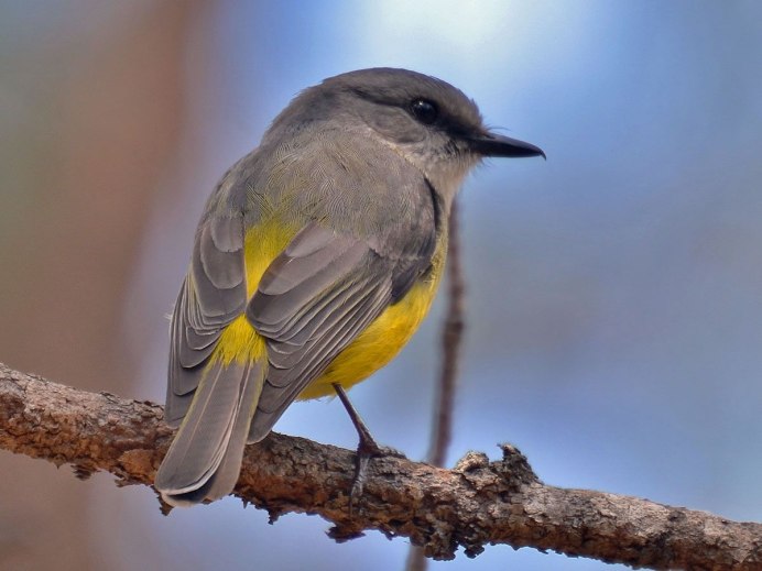 Птичка с желтым брюшком в Сибири
