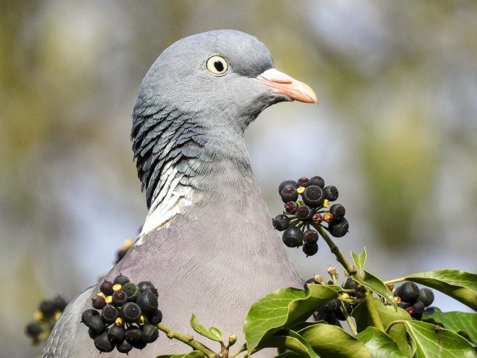 Вяхирь (Columba palumbus)