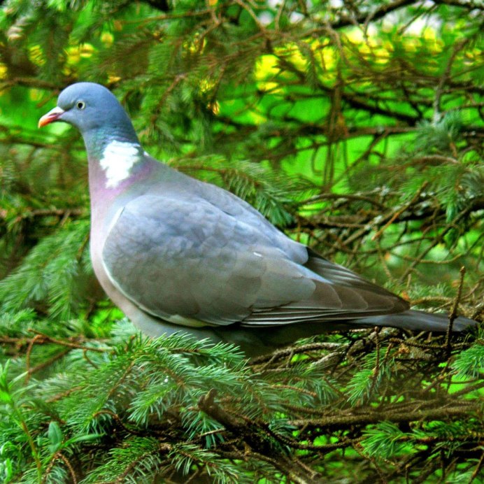 Вяхирь (Columba palumbus)