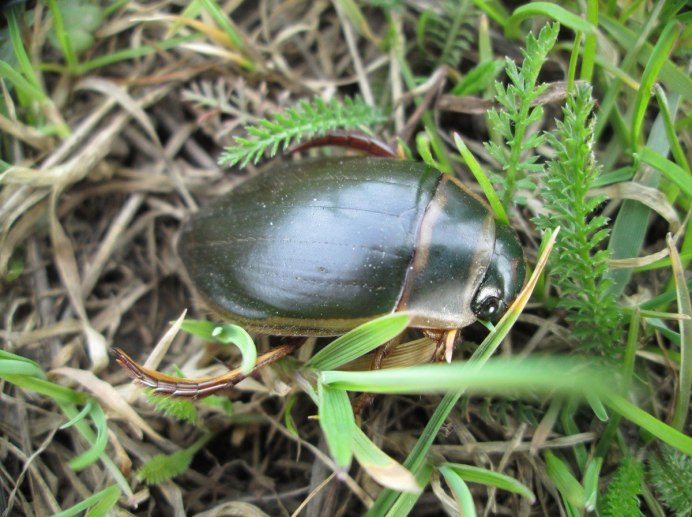 Окаймлённый плавунец (Dytiscus marginalis)