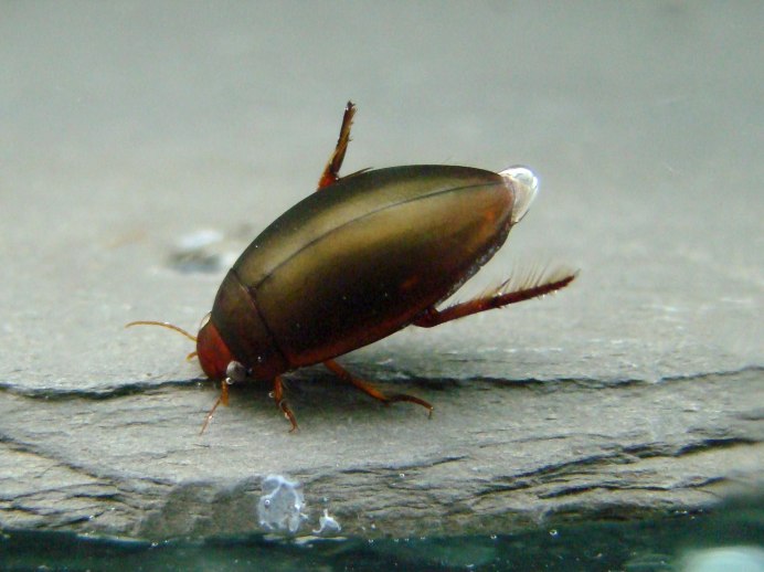 Dytiscus Latissimus