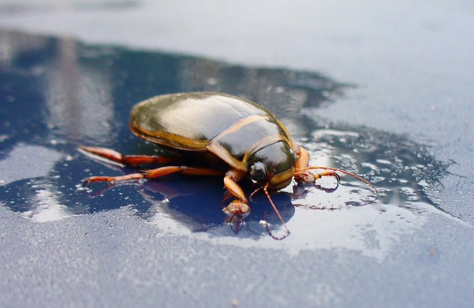 Naucoris cimicoides – Плавт обыкновенный