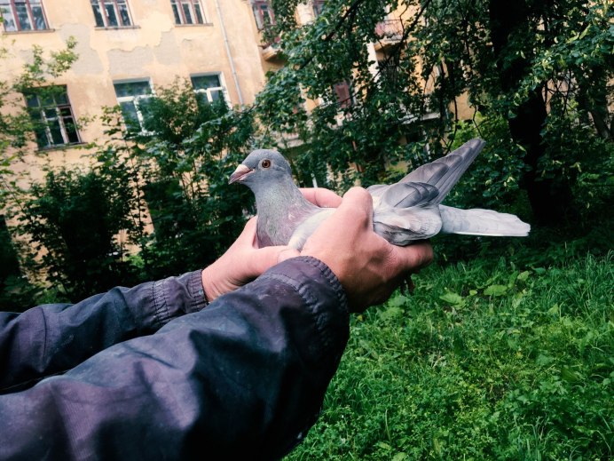 Голуби двухчубые лохмоногие