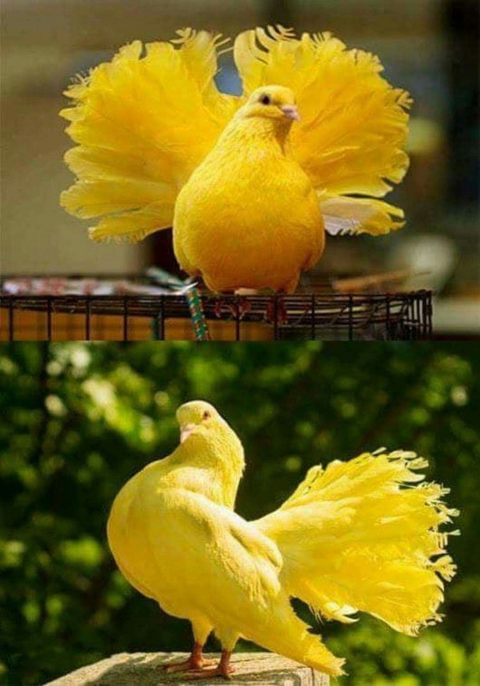 Желтых голубей