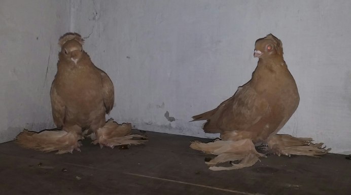 Весенний голубь