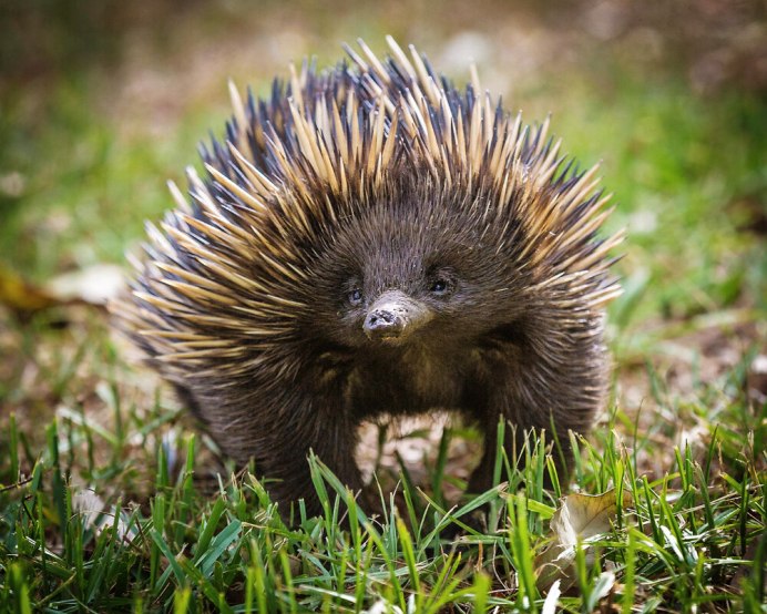 Австралийская ехидна (Tachyglossus aculeatus)