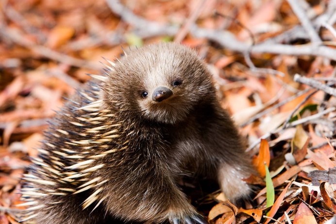 Австралийская ехидна (Tachyglossus aculeatus)