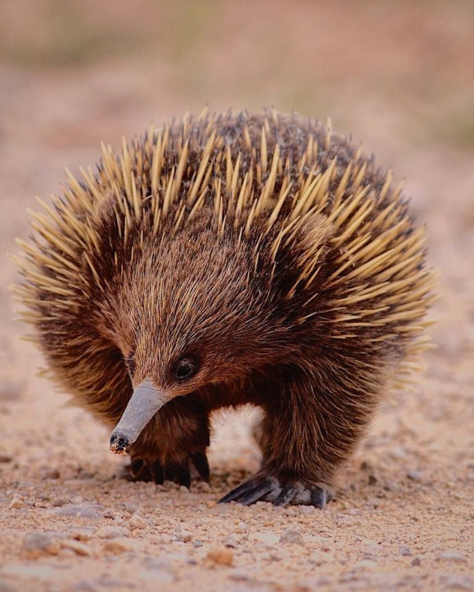Австралийская ехидна (Tachyglossus aculeatus)