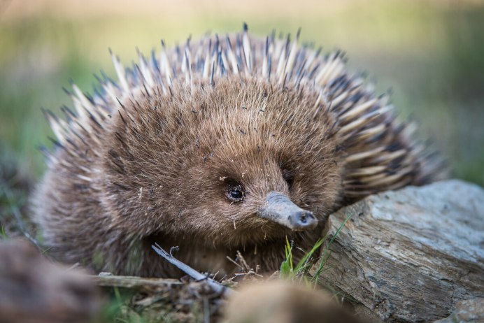 Проехидна Аттенборо Zaglossus attenboroughi
