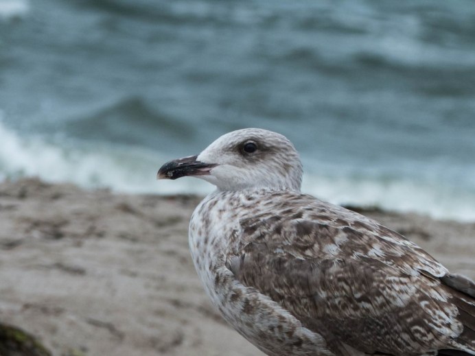 Larus argentatus