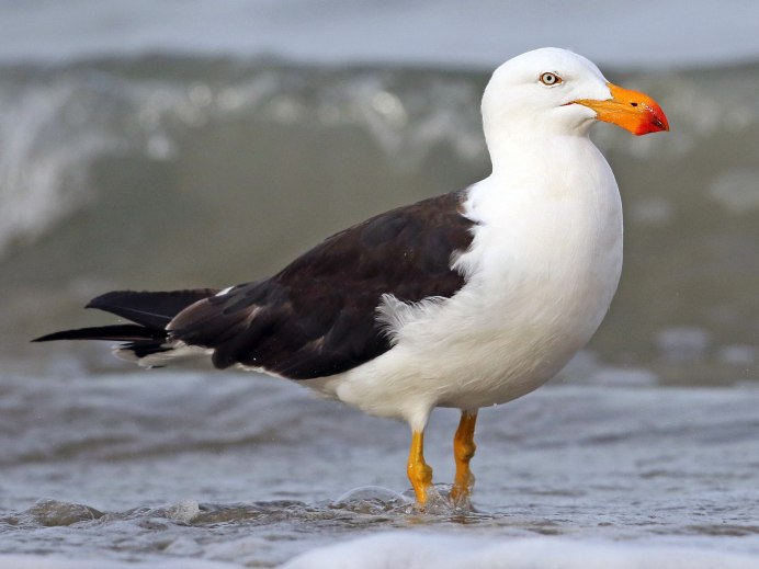 Морская Чайка Larus Marinus great Black-backed Gull