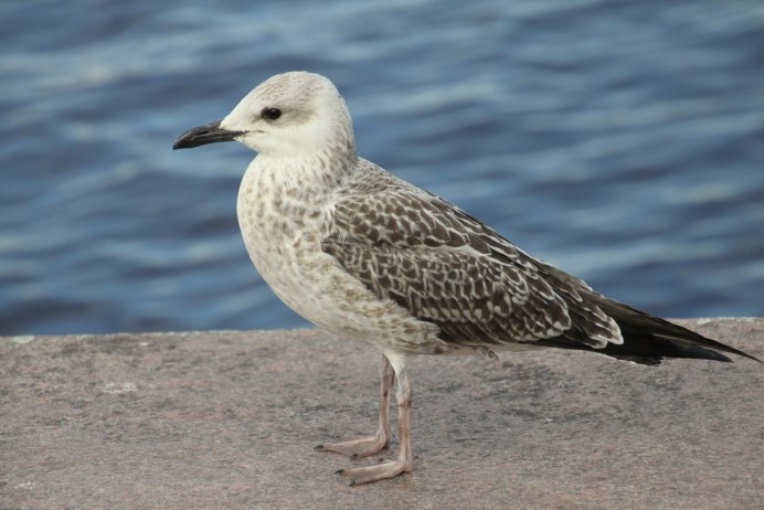 Серебристая Чайка Larus argentatus