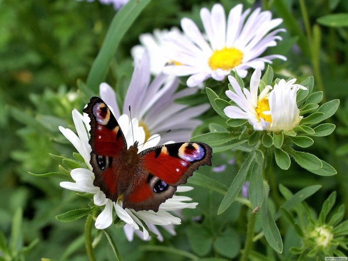 Божья коровка и бабочка
