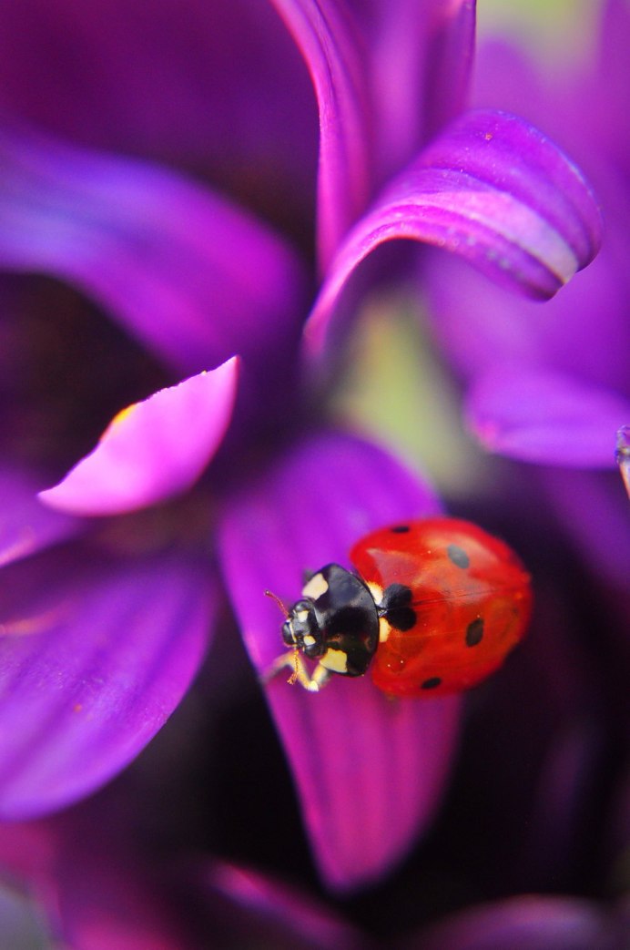 Божья коровка на взлете