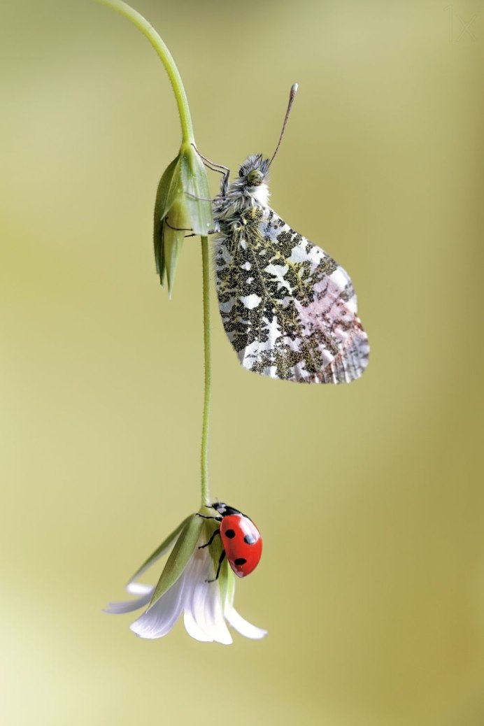 Цветы Макросъемка