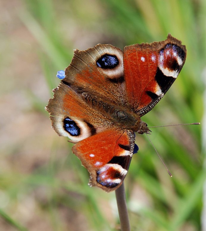 Бабочка Божья коровка кузнечик