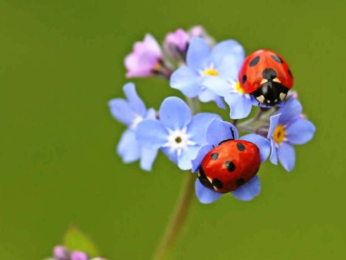 Божьи коровки