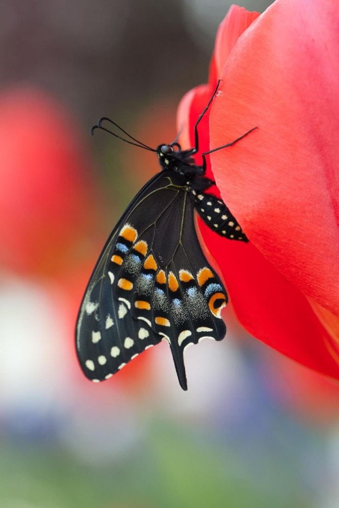 Божья коровка и мотылек