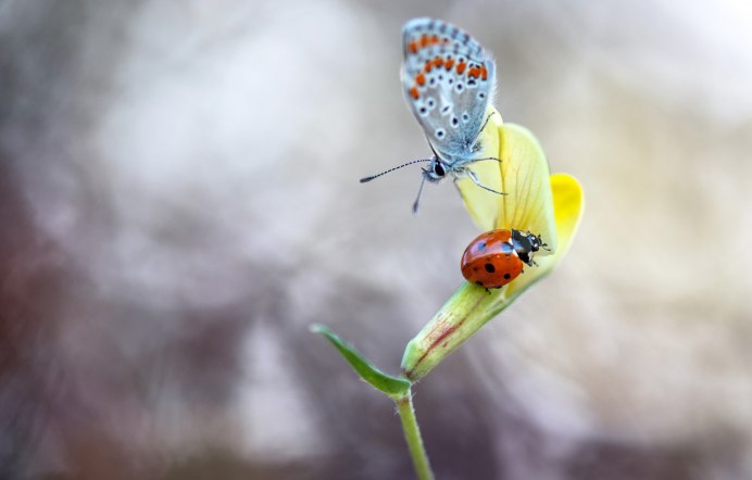 Божья коровка симметрия