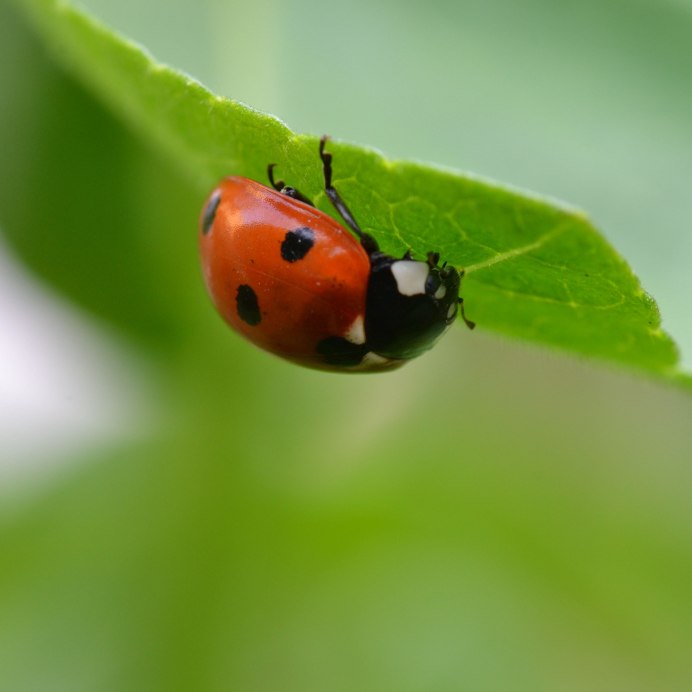 Бабочка коровка