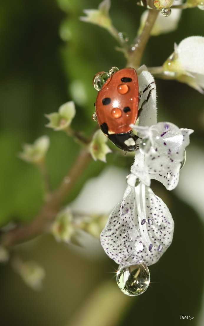 Бабочки осенью