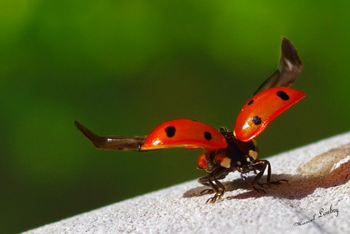 Жесткокрылые Божья коровка