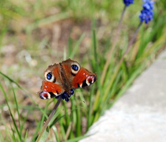 Бабочка коробочка